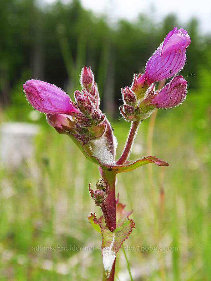 Rattan's penstemon (Penstemon rattanii var. rattanii) [Horse Rock Ridge, Linn County, Oregon]