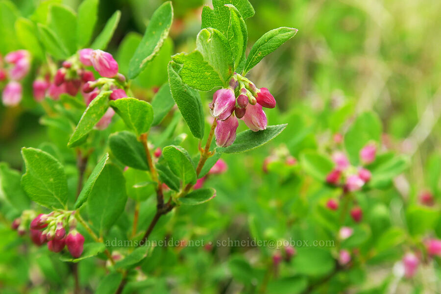 creeping snowberry flowers (Symphoricarpos mollis (Symphoricarpos hesperius)) [Horse Rock Ridge, Linn County, Oregon]