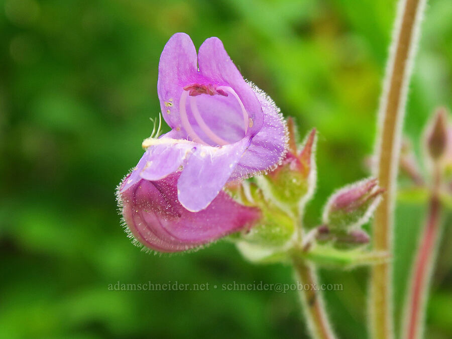 Rattan's penstemon (Penstemon rattanii var. rattanii) [Horse Rock Ridge, Linn County, Oregon]