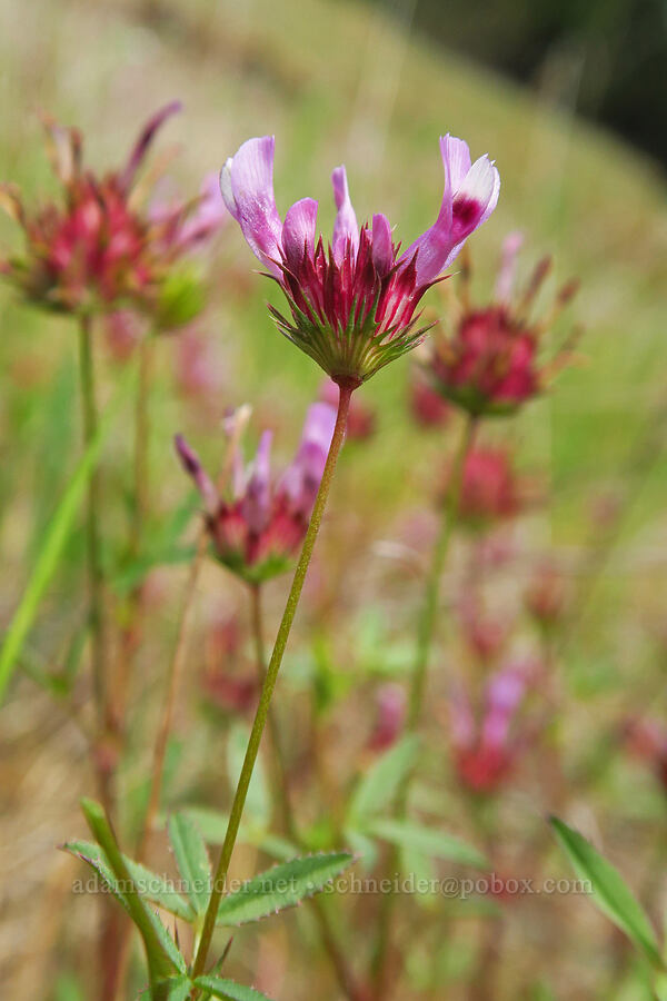 tomcat clover (Trifolium willdenovii) [Horse Rock Ridge, Linn County, Oregon]