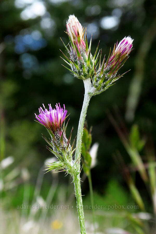 Italian thistle (Carduus pycnocephalus) [Horse Rock Ridge, Linn County, Oregon]