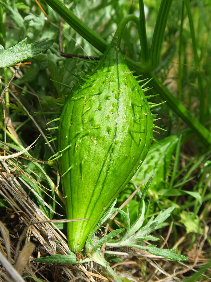 coastal manroot fruit (Marah oregana (Marah oreganus)) [Horse Rock Ridge, Linn County, Oregon]