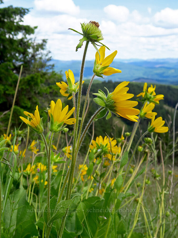 northwestern balsamroot (Balsamorhiza deltoidea) [Horse Rock Ridge, Linn County, Oregon]