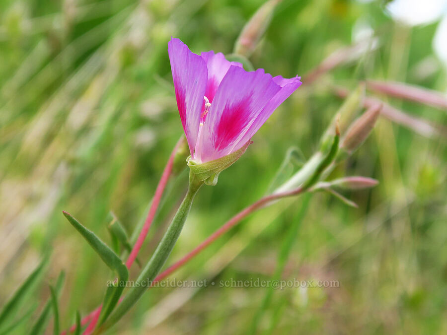Lindley's clarkia (Clarkia amoena ssp. lindleyi) [Horse Rock Ridge, Linn County, Oregon]