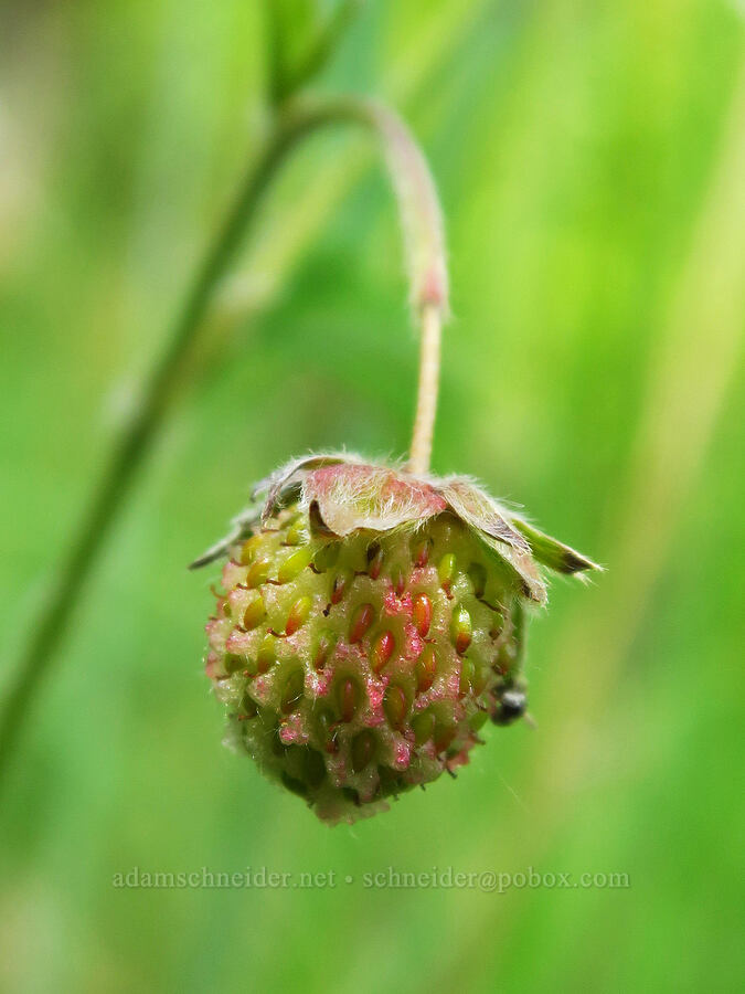 wild strawberry (Fragaria vesca) [Horse Rock Ridge, Linn County, Oregon]