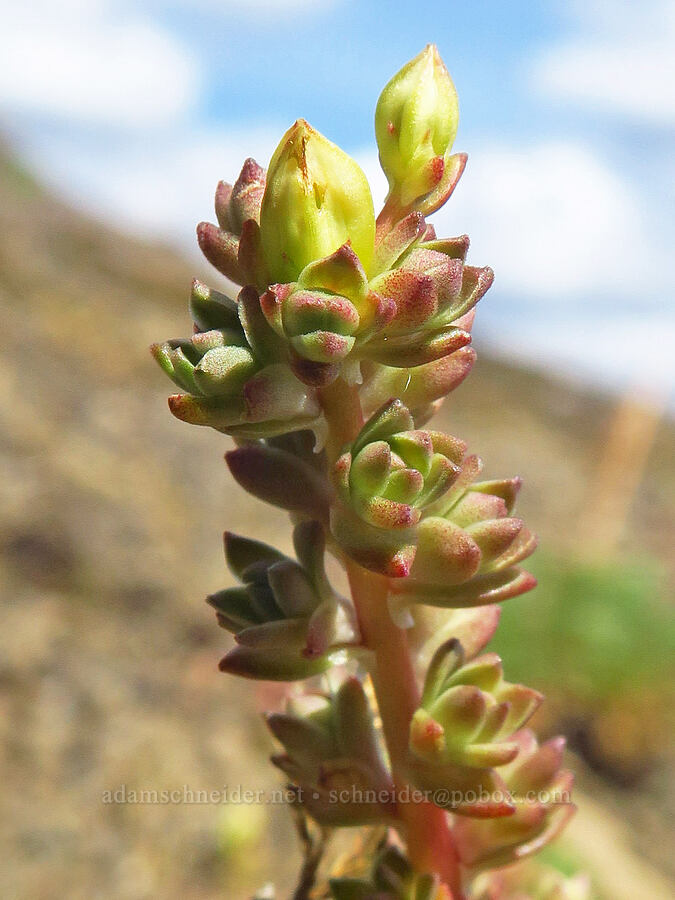 worm-leaf stonecrop with wide leaves (Sedum stenopetalum) [Horse Rock Ridge, Linn County, Oregon]