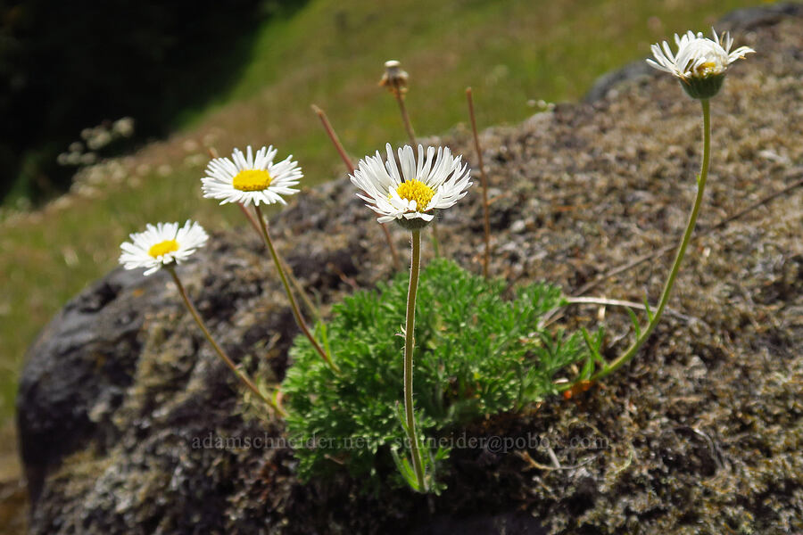 cut-leaf fleabane (Erigeron compositus) [Horse Rock Ridge, Linn County, Oregon]