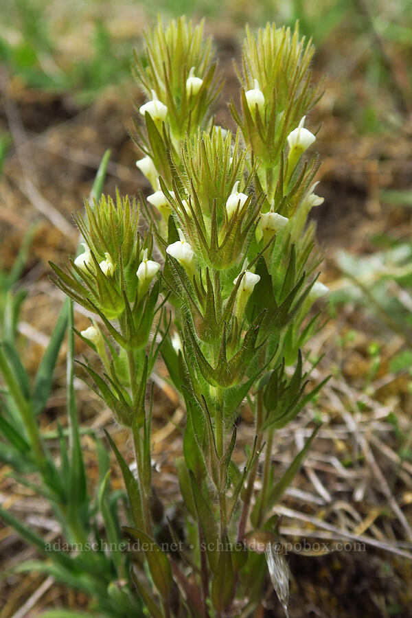 hairy owl's-clover/paintbrush (Castilleja tenuis (Orthocarpus hispidus)) [Horse Rock Ridge, Linn County, Oregon]