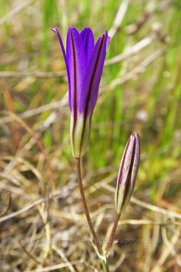 crown brodiaea (Brodiaea coronaria) [Horse Rock Ridge, Linn County, Oregon]