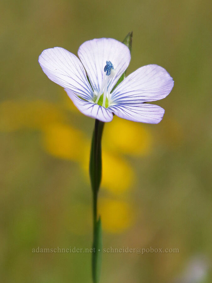 pale flax (Linum bienne (Linum angustifolium)) [Horse Rock Ridge, Linn County, Oregon]