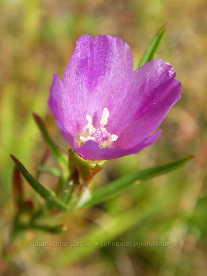 four-spot clarkia (Clarkia purpurea ssp. quadrivulnera) [Horse Rock Ridge, Linn County, Oregon]