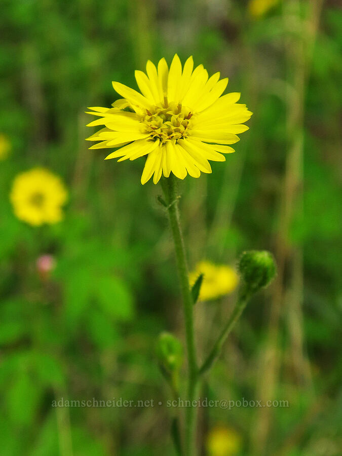 woodland tarweed (Anisocarpus madioides (Madia madioides)) [Horse Rock Ridge, Linn County, Oregon]