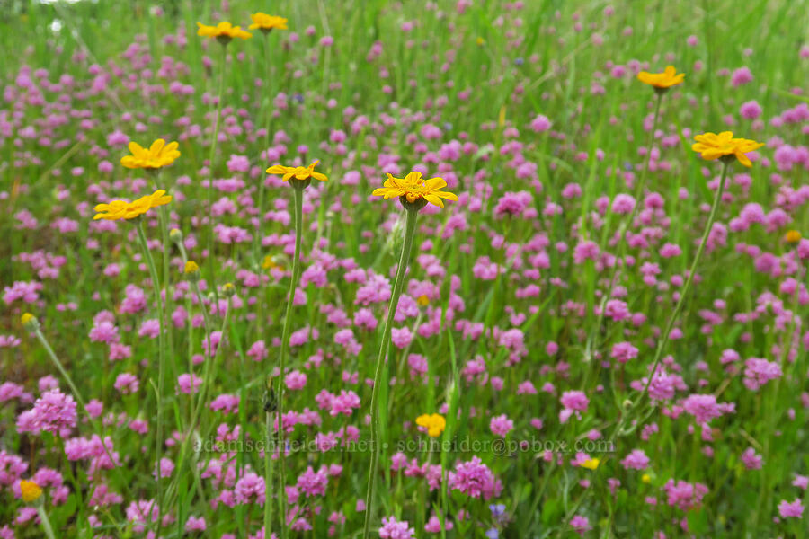 Oregon sunshine & rosy plectritis (Eriophyllum lanatum, Plectritis congesta) [Horse Rock Ridge, Linn County, Oregon]