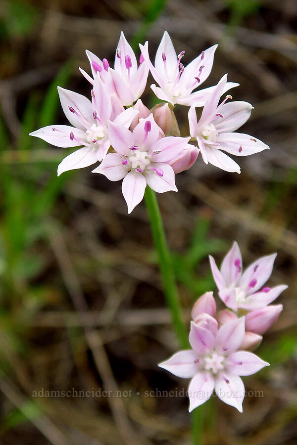 narrow-leaf onion (Allium amplectens) [Horse Rock Ridge, Linn County, Oregon]