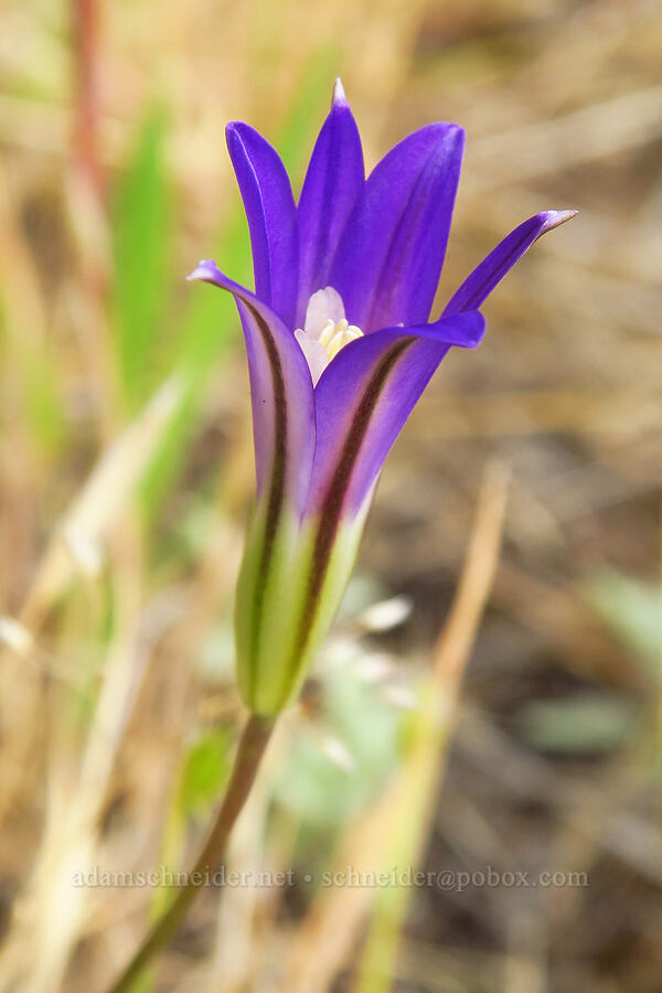 crown brodiaea (Brodiaea coronaria) [Horse Rock Ridge, Linn County, Oregon]
