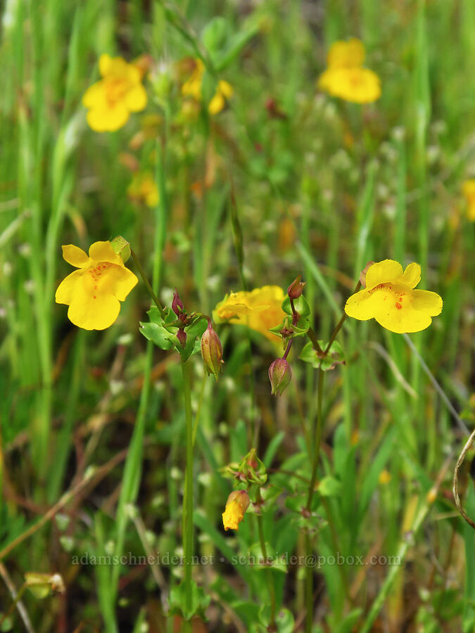yellow monkeyflowers (Erythranthe guttata (Mimulus guttatus)) [Horse Rock Ridge, Linn County, Oregon]