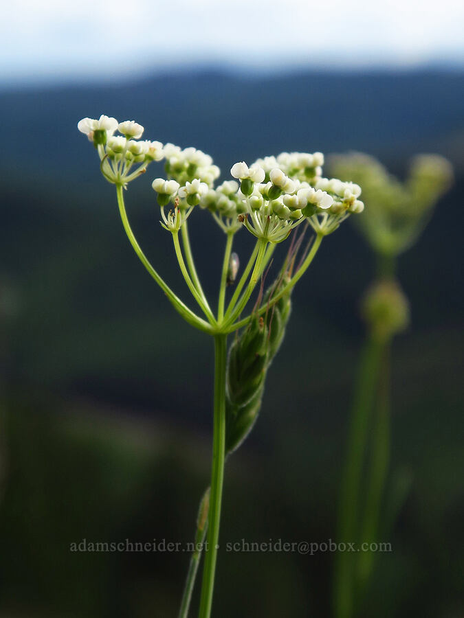 Gairdner's yampah (Perideridia gairdneri) [Horse Rock Ridge, Linn County, Oregon]