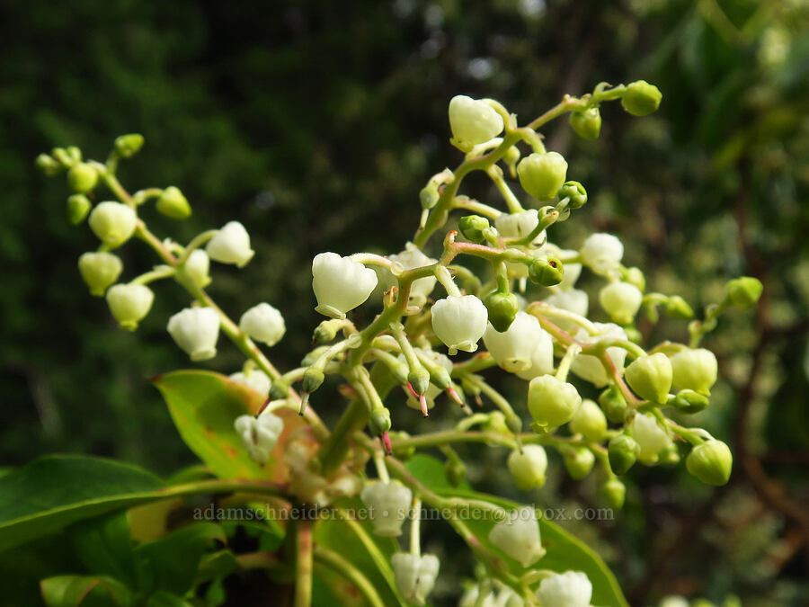 Pacific madrone (Arbutus menziesii) [Horse Rock Ridge, Linn County, Oregon]