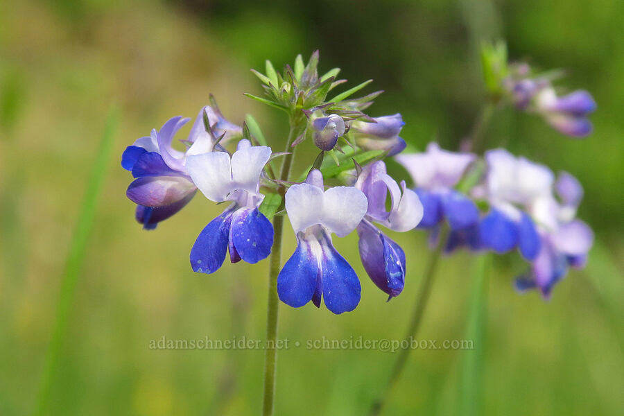 large-flowered blue-eyed-Mary (Collinsia grandiflora) [Horse Rock Ridge, Linn County, Oregon]