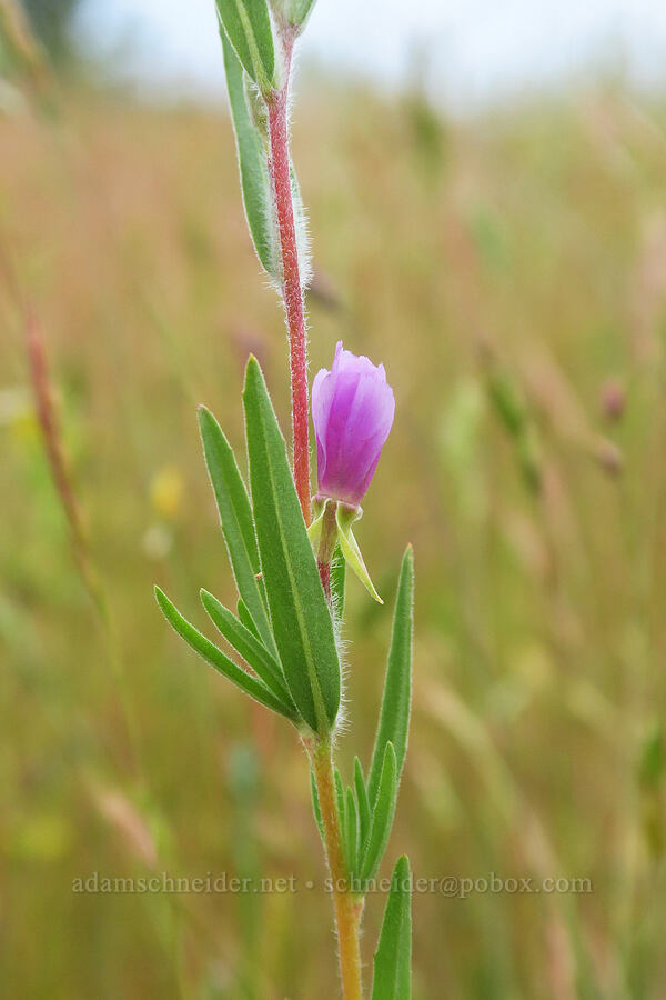 wine-cup clarkia (Clarkia purpurea) [Kingston Prairie Preserve, Linn County, Oregon]