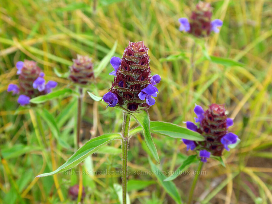 self-heal (Prunella vulgaris) [Kingston Prairie Preserve, Linn County, Oregon]