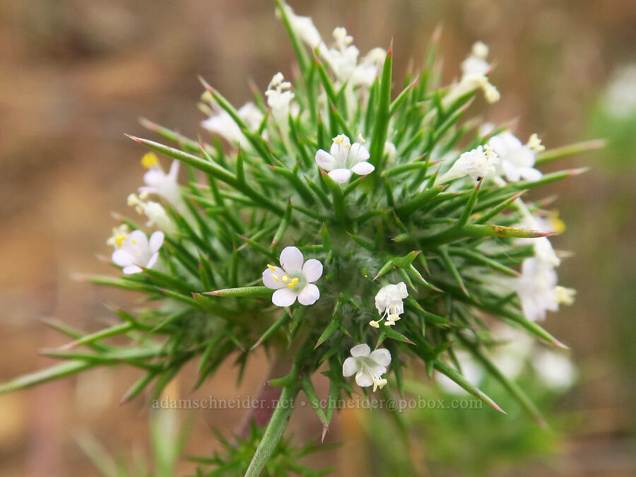 needle-leaf navarretia (Navarretia intertexta ssp. intertexta) [Kingston Prairie Preserve, Linn County, Oregon]