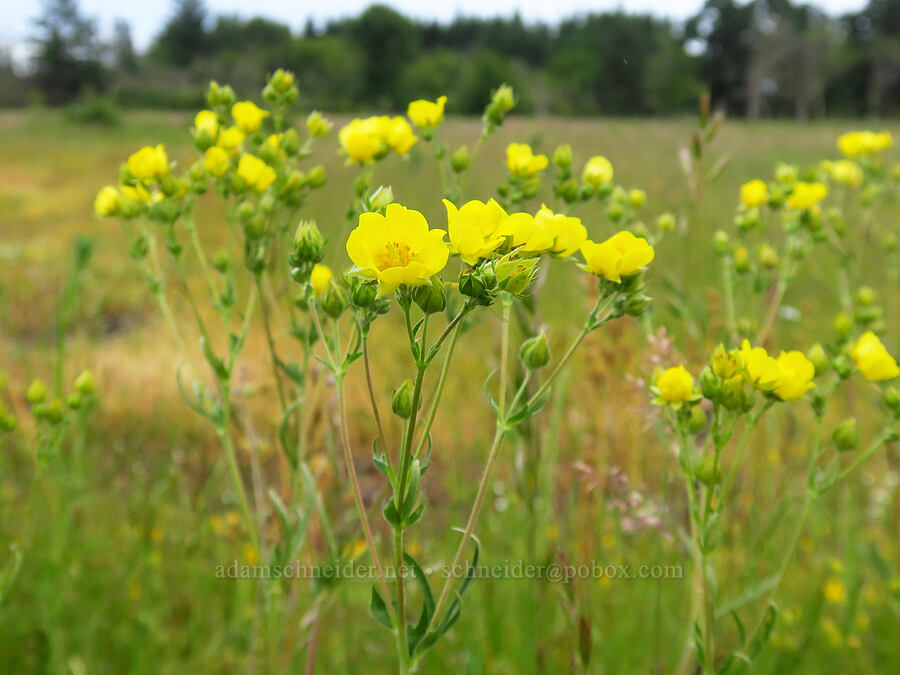 slender cinquefoil (Potentilla gracilis) [Kingston Prairie Preserve, Linn County, Oregon]