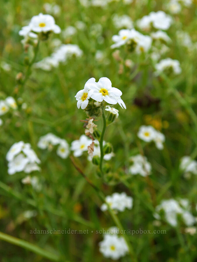 fragrant popcorn flower (Plagiobothrys figuratus) [Kingston Prairie Preserve, Linn County, Oregon]