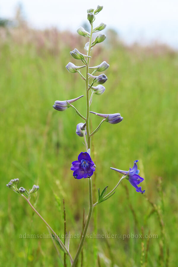 Willamette Valley larkspur (Delphinium oreganum (Delphinium nuttallii ssp. nuttallii)) [Kingston Prairie Preserve, Linn County, Oregon]