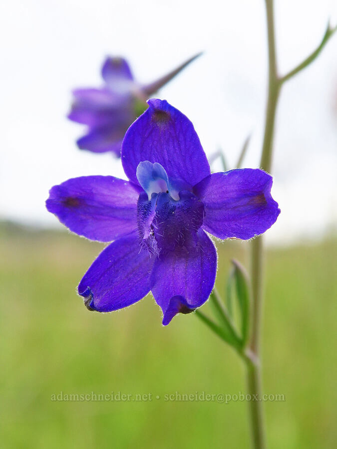 Willamette Valley larkspur (Delphinium oreganum (Delphinium nuttallii ssp. nuttallii)) [Kingston Prairie Preserve, Linn County, Oregon]