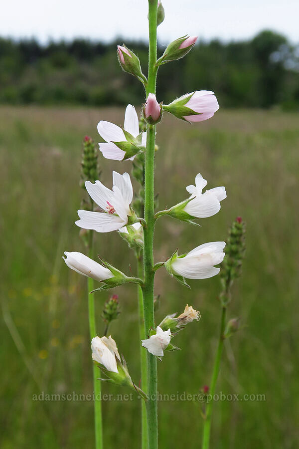 meadow checker-mallow (Sidalcea campestris) [Kingston Prairie Preserve, Linn County, Oregon]