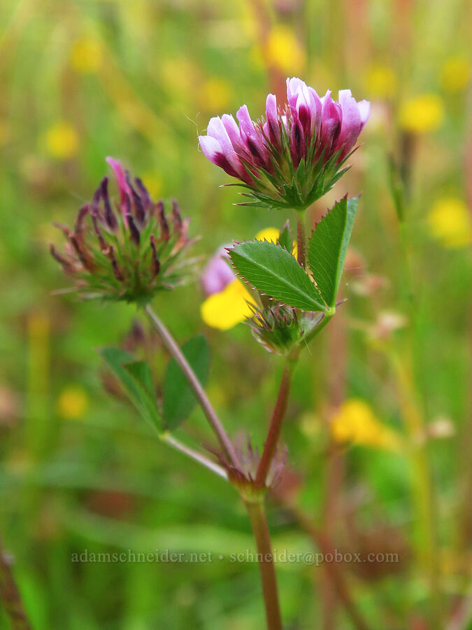 white-tip clover (Trifolium variegatum) [Kingston Prairie Preserve, Linn County, Oregon]