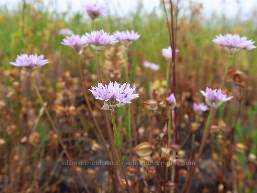 narrow-leaf onion (Allium amplectens) [Kingston Prairie Preserve, Linn County, Oregon]