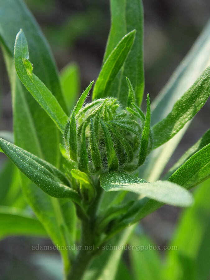Douglas' sunflower, budding (Helianthella uniflora var. douglasii) [Lookout Mountain Trail, Ochoco National Forest, Crook County, Oregon]