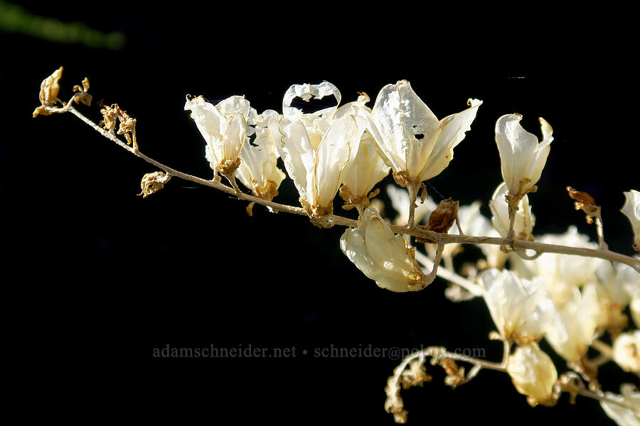 empty corn lily seed pods (Veratrum californicum var. californicum) [Lookout Mountain Trail, Ochoco National Forest, Crook County, Oregon]