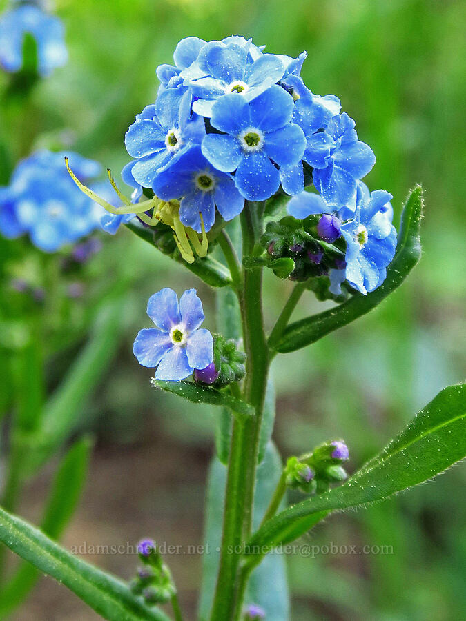 blue stick-seed (Hackelia micrantha (Hackelia jessicae), Misumena vatia) [Lookout Mountain Trail, Ochoco National Forest, Crook County, Oregon]