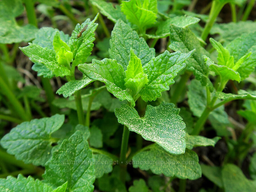 nettle-leaf horse-mint leaves (Agastache urticifolia) [Lookout Mountain Trail, Ochoco National Forest, Crook County, Oregon]