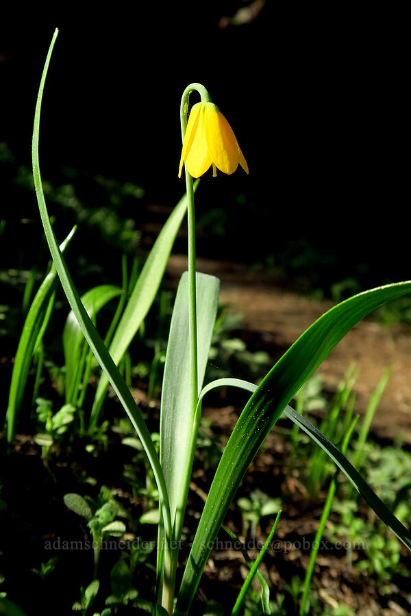 yellow bells (Fritillaria pudica) [Lookout Mountain Trail, Ochoco National Forest, Crook County, Oregon]