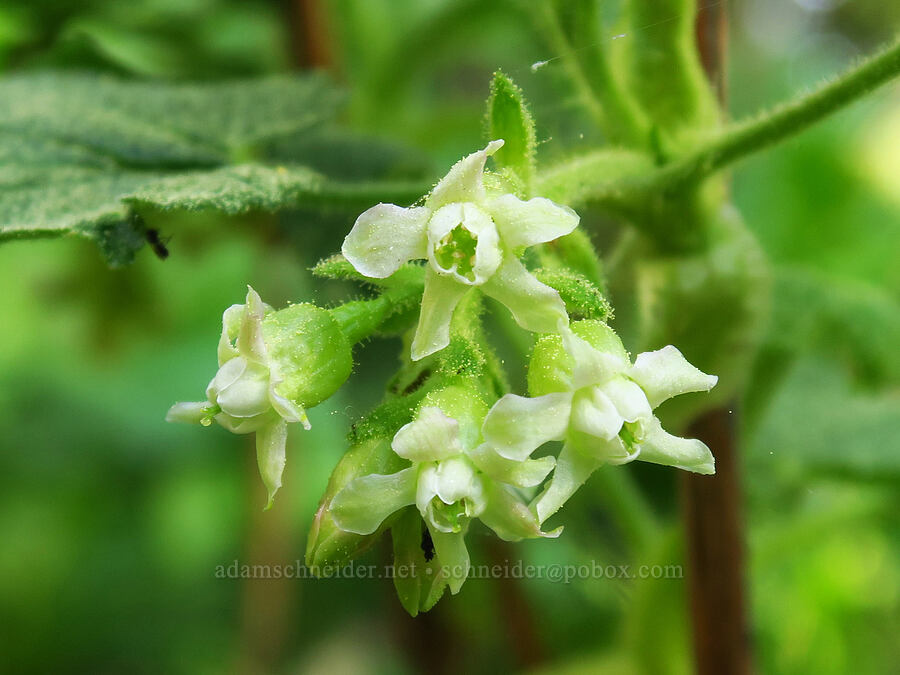 sticky currant (Ribes viscosissimum) [Lookout Mountain Trail, Ochoco National Forest, Crook County, Oregon]