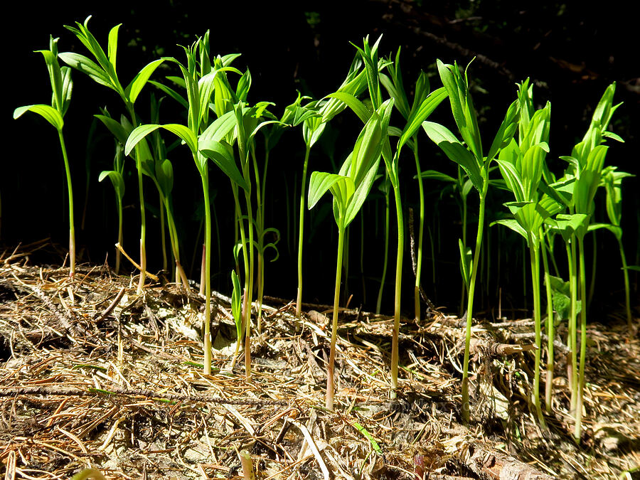 starry false-Solomon's-seal leaves (Maianthemum stellatum (Smilacina stellata)) [Lookout Mountain Trail, Ochoco National Forest, Crook County, Oregon]