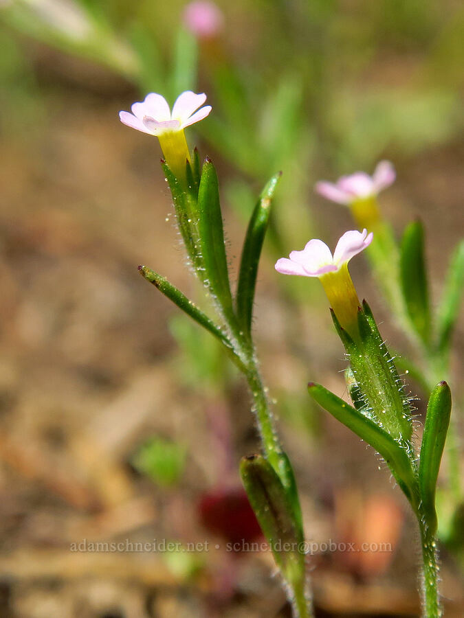 slender phlox (Microsteris gracilis (Phlox gracilis)) [below North Point, Ochoco National Forest, Crook County, Oregon]