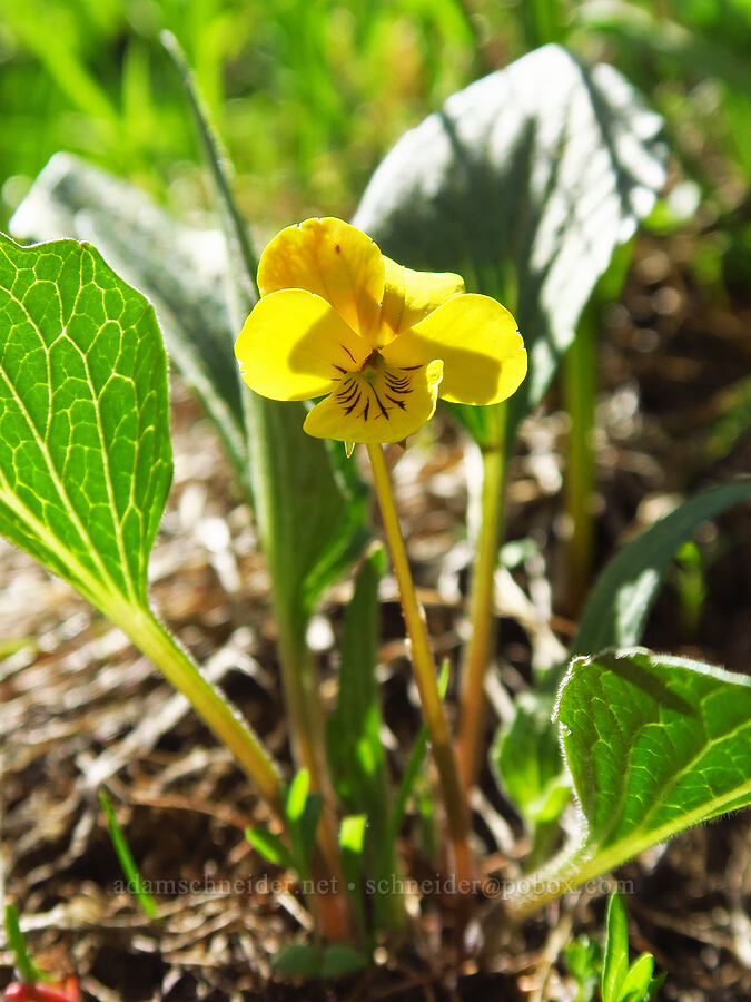 canary violet (Viola praemorsa ssp. praemorsa (Viola nuttallii var. praemorsa)) [below North Point, Ochoco National Forest, Crook County, Oregon]