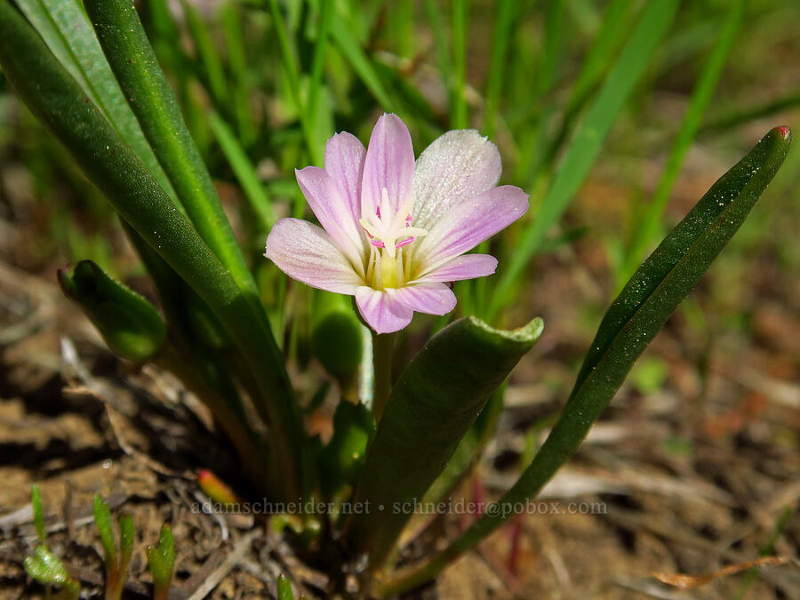alpine lewisia (Lewisia pygmaea) [below North Point, Ochoco National Forest, Crook County, Oregon]