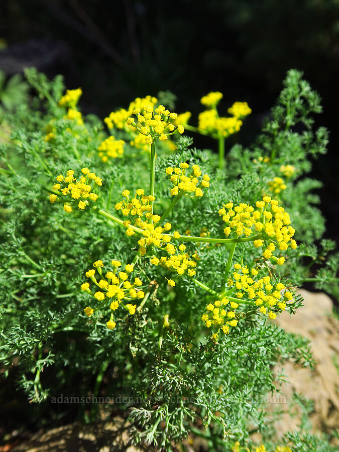 pungent desert parsley (Lomatium papilioniferum (Lomatium grayi)) [Lookout Mountain Trail, Ochoco National Forest, Crook County, Oregon]