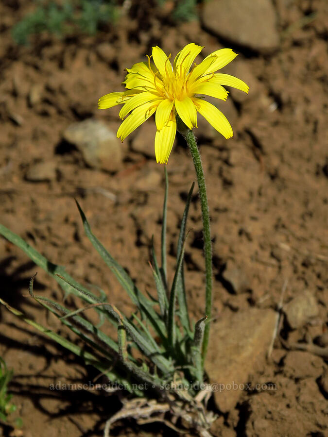 nodding microseris (Microseris nutans (Scorzonella nutans)) [Lookout Mountain Trail, Ochoco National Forest, Crook County, Oregon]