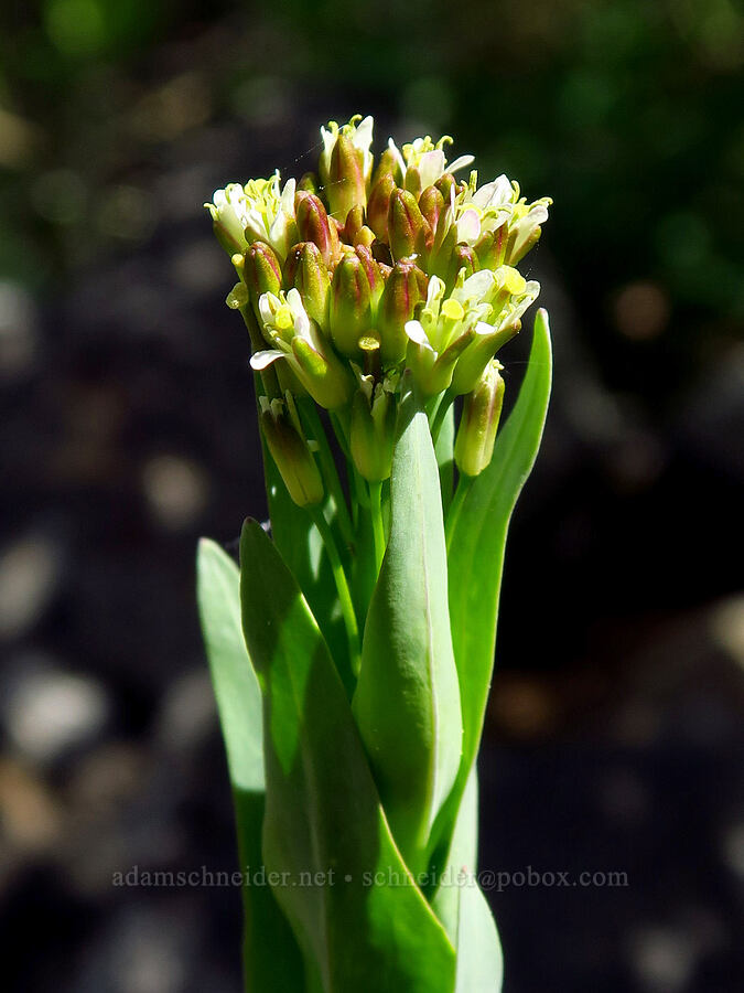 tower rock-cress (Turritis glabra (Arabis glabra)) [Lookout Mountain Trail, Ochoco National Forest, Crook County, Oregon]