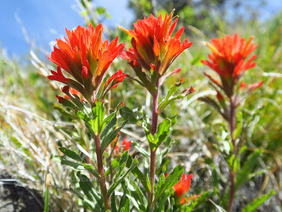 wavy-leaf paintbrush (Castilleja applegatei var. pinetorum) [North Point, Lookout Mountain, Ochoco National Forest, Crook County, Oregon]