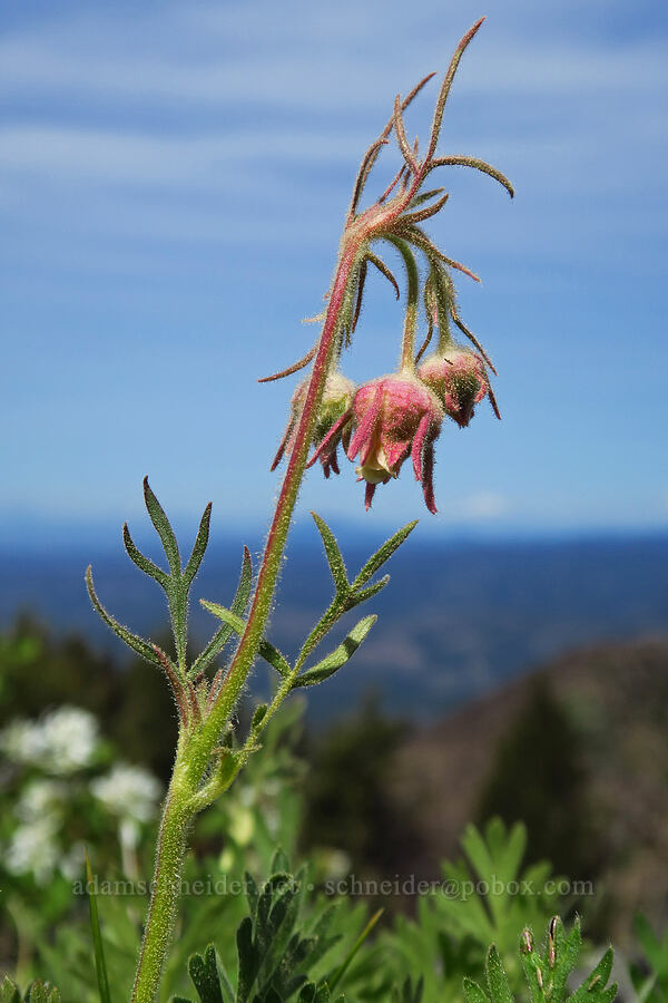 prairie smoke (Geum triflorum) [North Point, Lookout Mountain, Ochoco National Forest, Crook County, Oregon]