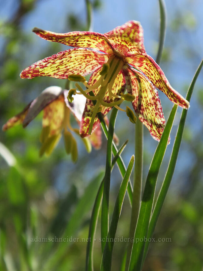 spotted mountain-bells (Fritillaria atropurpurea) [North Point, Lookout Mountain, Ochoco National Forest, Crook County, Oregon]