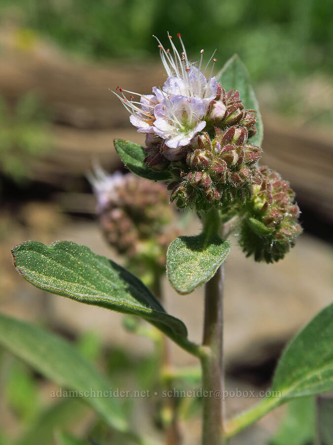 purple phacelia (Phacelia hastata var. alpina (Phacelia alpina)) [North Point, Lookout Mountain, Ochoco National Forest, Crook County, Oregon]